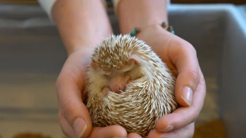 Tiny sleeping apricot coloured hedgehog 库存影片 91593971