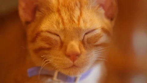 Tiny Sleeping Orange Kitten Stock Footage 127063722