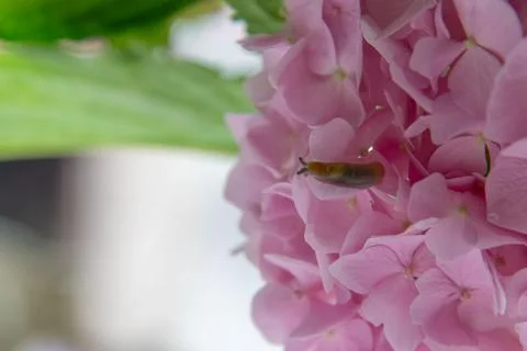 A Tiny Slug Crawling on a Beautiful Pink Hydrangea Flower Petal Foto stock