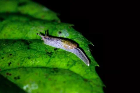 Tiny Slug Crawling on a Green Leaf. Stock Photos