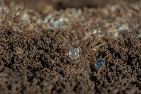 Tiny slug eggs on composted wood dust; focus stacked macrophotography capture Foto stock