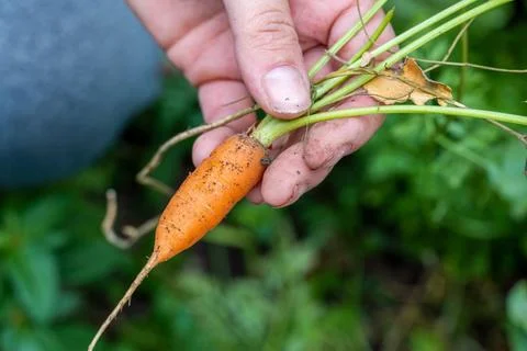 Tiny, small and fresh carrot with tops in hand close up Foto stock