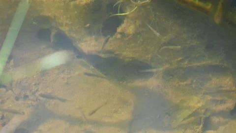 Tiny small fish swimming in murky shallow pond water. 動画素材 343835138