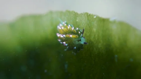 Tiny Small Green Shaun the Sheep Nudibranch Sways in Ocean Current 스톡 동영상 148803818