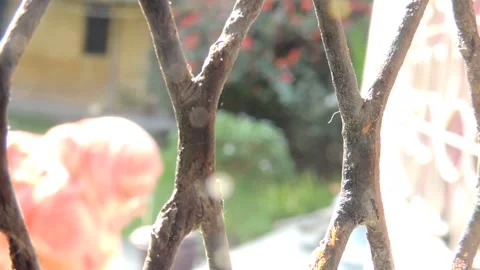 Tiny small red fire ant army group company trail line running on chainlink fence Stockbeeldmateriaal 136824666