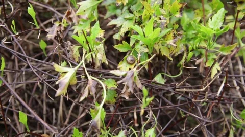 Tiny small snail in the brambles Stock Footage 81063035