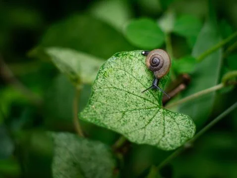 Tiny small snail on fresh green leaf in garden. Foto stock