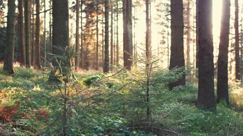 Tiny small trees in forest by sunset conifer 4k Stock Footage 252499374