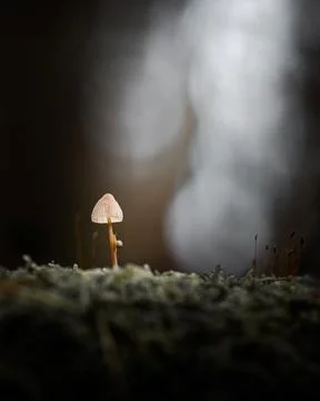 Tiny Snail Climbing a Mushroom in a Forest Stock Photos