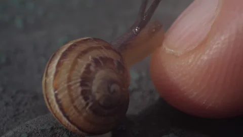 Tiny Snail Close Up Macro Shot 01 Stock Footage 271193187