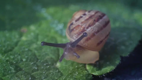 Tiny Snail Close Up Macro Shot 01 Stock Footage 271193195