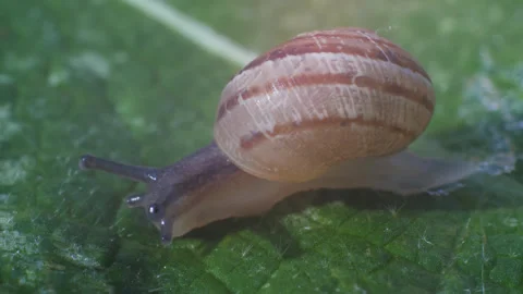 Tiny Snail Close Up Macro Shot 01 Stock Footage 271193202