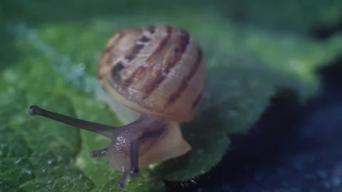 Tiny Snail Close Up Macro Shot 01 Stock Footage 271193203