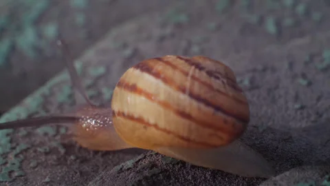 Tiny Snail Close Up Macro Shot 01 Stock Footage 271193204