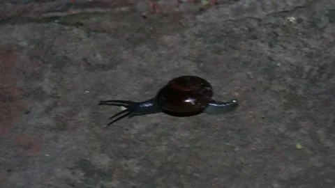 A tiny snail is crawling Stock Footage 314612528