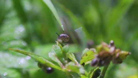 Tiny Snail Crawling Slowly on Green Leaf in Natural Garden Environment 스톡 동영상 342014501