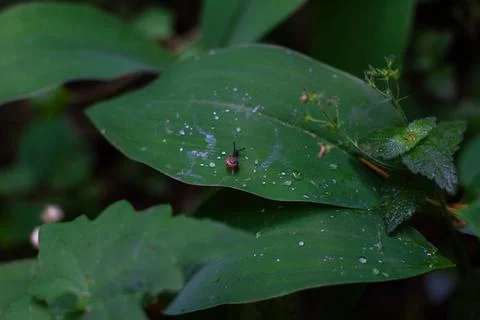 Tiny snail crawling on a vibrant green leaf covered with glistening raindrops Stock Photos