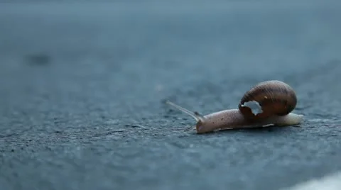 Tiny snail Stock Footage 12751901