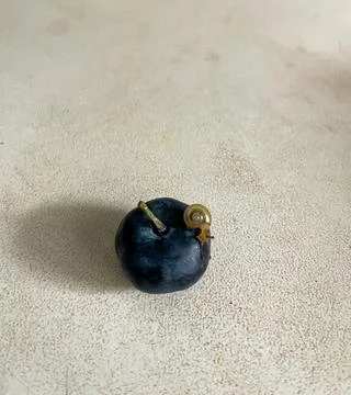 Tiny snail on fresh blueberry close up macro nature concept 스톡 사진