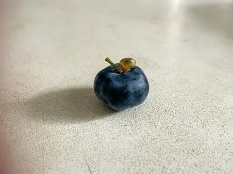 Tiny snail on fresh blueberry close up macro nature concept Stock-Fotos