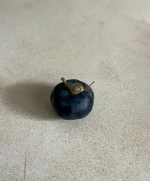 Tiny snail on fresh blueberry close up macro nature concept 스톡 사진
