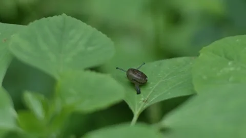 Tiny snail on fresh green leaf in garden. Stock Footage 311364518