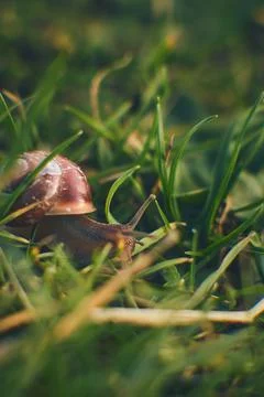 Tiny Snail in grass Stock Photos