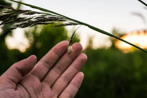 Tiny snail hanging from a wild grass stem above a human hand Fotos Stock