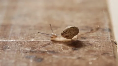 A tiny snail on the kitchen counter. 4K Video stock 233816457