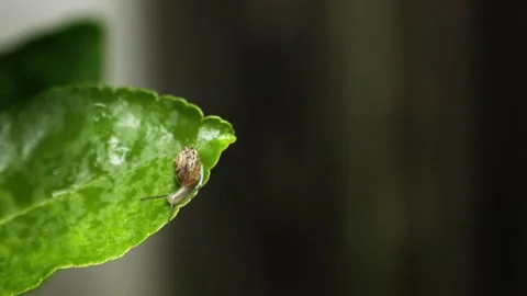Tiny snail moves along edge of wet lime leaf after rain Video stock 262625590