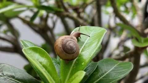 Tiny Snail Moving Across Wet Surface 4K Stock Footage 317555689