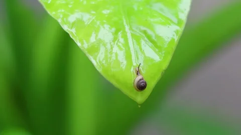 Tiny Snail Navigates Leaf Edge in Close-Up Video stock 312195210