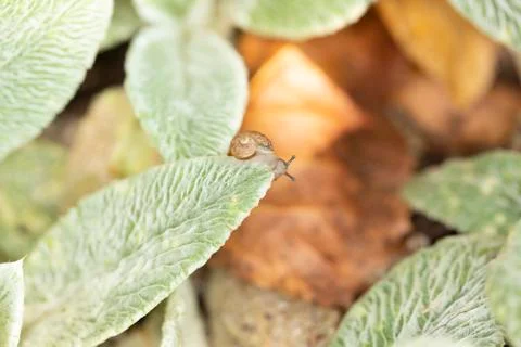 Tiny snail nibbling the edge of a soft textured green leaf in a garden Foto stock