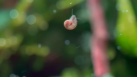 Tiny snail Planorbidae moving in the aquarium Stock Footage 234331902