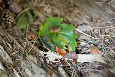 Tiny snail rests on a green leaf Stock Photos