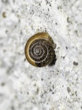 Tiny snail rests on rough, textured stone surface Stock Photos