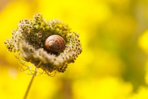 Tiny Snail Shell Resting on Dried Wildflower, Nature Detail Fotos Stock