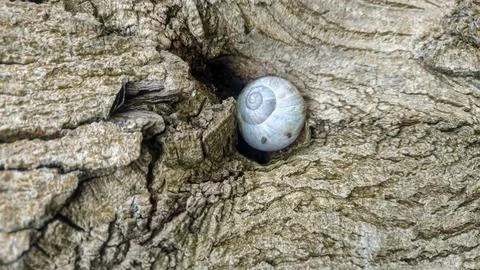 Tiny snail shell rests in a crevice of rough tree bark Stock Photos
