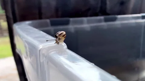 A tiny snail slowly crawling on the edge of a plastic container Video stock 316593532