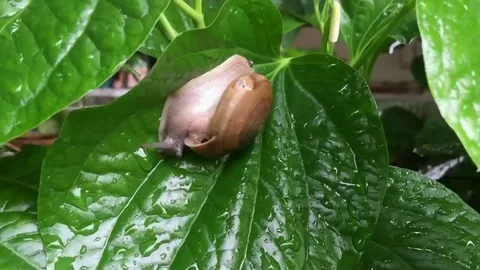 Tiny Snail Standing Still on Fresh Green Leaf Stock Footage 84962713