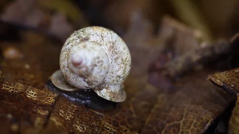 Tiny Snail with White Patterned Shell Stock Footage 95775221