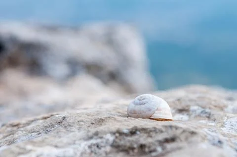 Tiny Snail's Abandoned Shell on Rocky Terrain. Shallow depth of field Stock Photos
