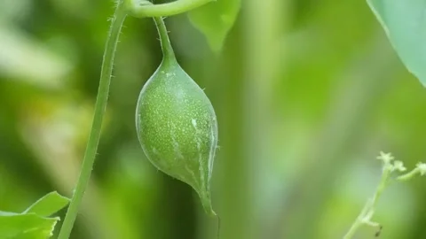 A tiny snake gourd is hanging from its stems in close up Stock Footage 314521184