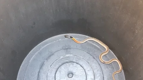 Tiny Snake in Pail Video stock 237614286