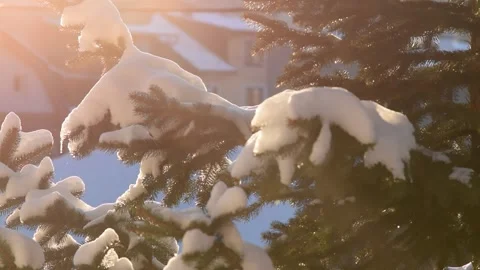 Tiny snow flakes lit by sunset flying around the tree Stock Footage 132251590