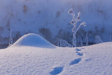 Tiny snow hillock with small wild animal tracks near with selective focus and 스톡 사진