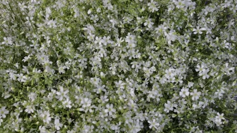 Tiny snow white flowers 스톡 동영상 132520840