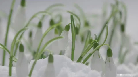 Tiny snowdrops flowers growing on snow and waving on the wind Stock Footage 236406945