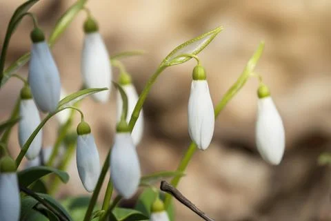 Tiny snowdrops flowers in springtime. Stock Photos