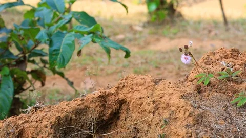 A tiny soft touch me not flower growing on a pile of dirt next to a bush Stock Footage 101380713